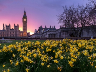 A Field Of Yellow Flowers With A Clock Tower In The Background