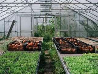 A Greenhouse With Vegetables