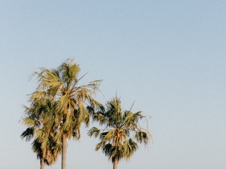 A Group Of Palm Trees In Front Of A Body Of Water