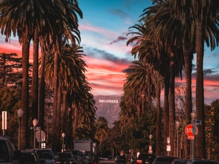 A Group Of Palm Trees