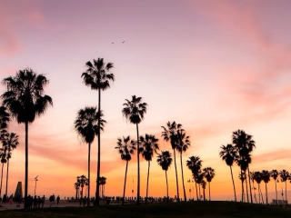 A Group Of Palm Trees