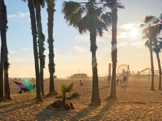 A Group Of Trees With A Person In The Background