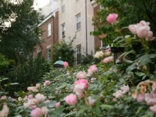 A Group Of Pink Flowers