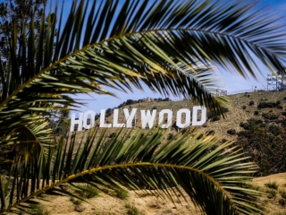 A Palm Tree With A Sign