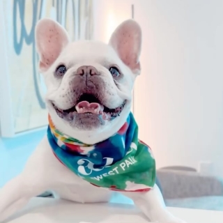A Dog Wearing A Bandana And Sitting In A Chair With A Bowl Of Fruit