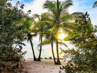 A Group Of Palm Trees On A Beach