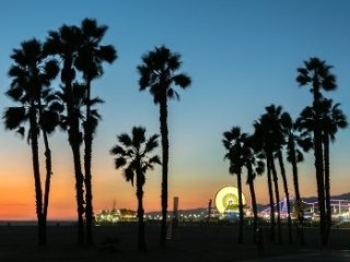 A Group Of Palm Trees On A Beach