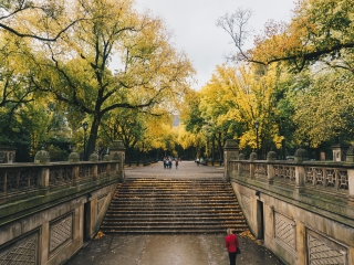 Yellow Leaves on the Trees in Central Park